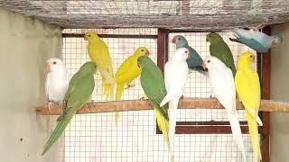 Ringneck Chicks of different colours shifting to new cage Parrot babies ko new cage ma shift kr di [upl. by Hara]