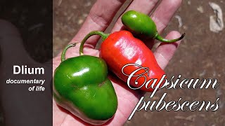 Tree pepper Capsicum pubescens  part 2 [upl. by Latton]