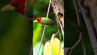 Redheaded barbet bird birds birdslover nature [upl. by Remington]