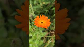 Interesting flower at bere marsh farm [upl. by Imhsar]