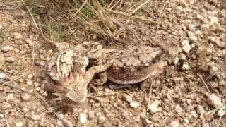 Two horny toads mating [upl. by Crowe]