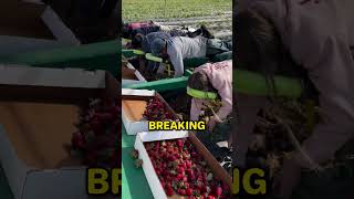 The best way to pick strawberries reaganfamilyfarm [upl. by Avrenim719]