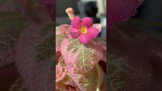 Episcia Pink Smoke [upl. by Kcirreg]