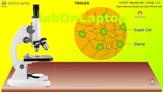 NCERT Class 9th  Activity 63  Rhoeo Leaf Guard cells and epidermal cells  labOnLaptop [upl. by Severin]