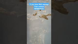 wall seepage solution waterproofing waterproofing seepage bathroomrepair [upl. by Preston100]