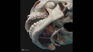 Action of mylohyoid muscle [upl. by Ornie389]