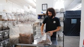 Sawdust Spawn Mycelium Inoculation  Southwest Mushrooms [upl. by Stretch]