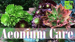 AEONIUM TOUR  How to Care for and Propagate this Amazing Plant [upl. by Bowyer358]