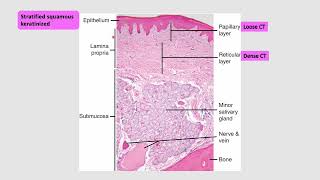 Histology of oral cavity [upl. by Mackoff298]