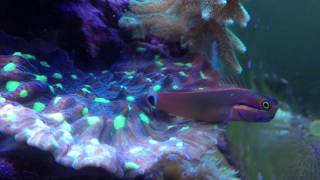 tailspot blenny laying eggs [upl. by Nerti832]