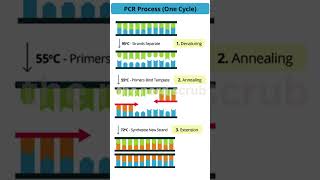 PCR mechanism [upl. by Rafe238]