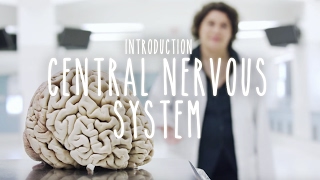 Neuroanatomy S1 E1 Intro to the Central Nervous System neuroanatomy science medicine brain [upl. by Enileuqkcaj277]