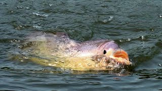 tilapia fishing câu cá rô phi khi nước lũ dâng cao  JonTobi [upl. by Rafiq]