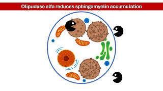 Olipudase Alfa Pioneering the Way for Acid Sphingomyelinase Deficiency ASMD Treatment [upl. by Kerr933]