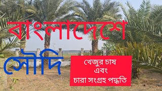 বাংলাদেশে সৌদি খেজুর চাষ এবং চারা সংগ্রহ পদ্ধতি  কি ভাবে খেজুর চারা সংগ্রহ করা হয়  Korban Vlog [upl. by Anders557]