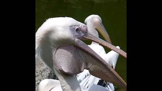 😲🔥Pelican जो साब कुछ खा जाते है shots animals [upl. by Leahcym]