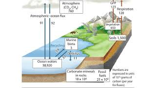 The Global Carbon Cycle Animation climatechange [upl. by Enwahs]