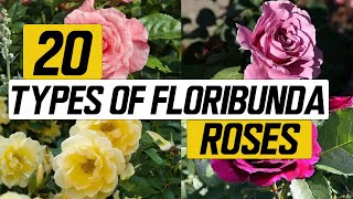 20 Types of Floribunda Rose  The Planet of Greens [upl. by Tnomal456]