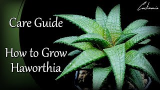 Haworthia Care Guide  How I Care for my Haworthia Succulent Plants [upl. by Arekat]