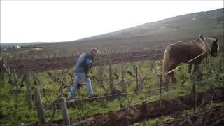 The Ploughing of Domaine de la RomanéeConti [upl. by Bartko]