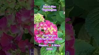 Penny Mac  Hydrangea macrophylla is a flowering plant in the family Hydrangeaceae native to Japan [upl. by Arluene]