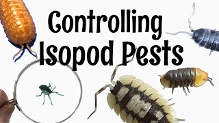 Isopod Care Guide Part 6 Controlling Isopod Pests [upl. by Ahsenyt381]