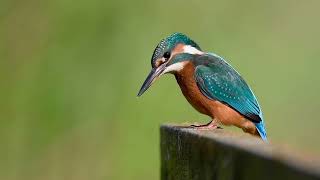 Kingfisher juvenile [upl. by Ylera]