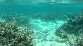 20130929  Snorkeling in Flic en Flac  Mauritius [upl. by Eirok400]