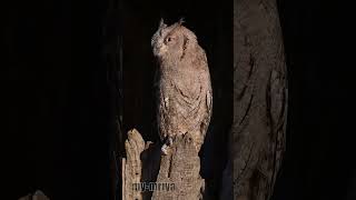 Scops Owl Agent [upl. by Cherilyn]