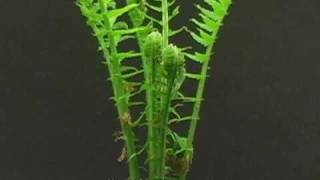 Time Lapse of Fern Sprouting [upl. by Ierbua944]