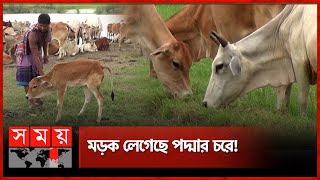 ঘাস খেতে খেতেই অসুস্থ কয়েক ঘণ্টার মধ্যেই মৃত্যু  Cow Disease  Chapainawabganj  Somoy TV [upl. by Bodi204]