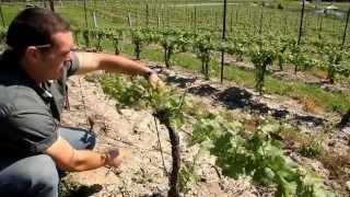 A Year in the Vineyard the Four Seasons HD [upl. by Yar]