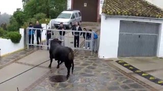 Toro Cuerda de Gaucín 4 Subida rápida de la cuesta de Guzmán el Bueno y vuelta en Calle Tinajones [upl. by Anod]