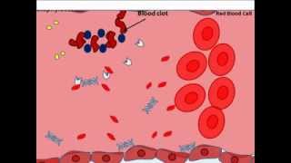 Staphylocccus aureus virulence factors [upl. by Herbert]