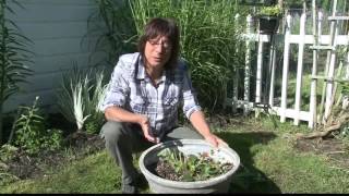 2 the Garden Protecting Your Plants from Rabbits [upl. by Ennaer]