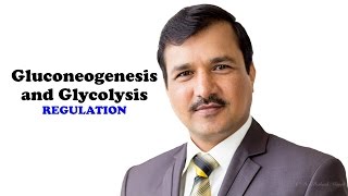 Regulation of Gluconeogenesis and Glycolysis [upl. by Doownyl]