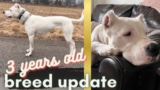 WHAT TO EXPECT WITH FULLY GROWN DOGO ARGENTINO [upl. by Mecke84]