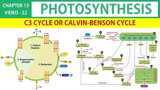 Photosynthesis in Tamil 22  C3 Cycle or CalvinBenson Cycle Tamil  Class 11 Botany State Board [upl. by Iona]