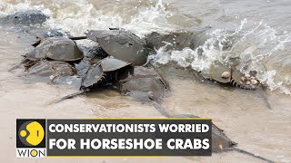 WION Climate Tracker Horseshoe crab blood key to making covid19 vaccine  International News [upl. by Algie]