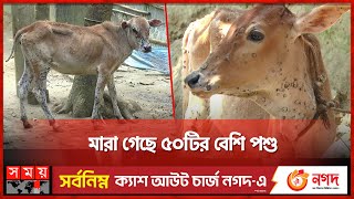 দিনাজপুরে গরুর ল্যাম্পি স্কিন রোগের প্রাদুর্ভাব  Cow Lumpy skin disease in Dinajpur  Somoy TV [upl. by Ahron8]