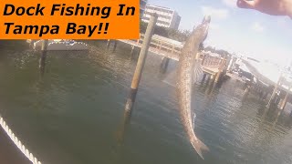 SALTWATER DOCK FISHING In TAMPA BAY 2023 Florida Saltwater Fishing [upl. by Inacana]