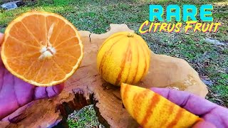 MOST BEAUTIFUL 🍊ORANGE In the World  Variegated Minneola Tangelo • RARE • Delicious [upl. by Schnurr]