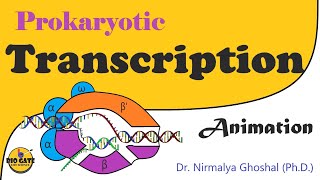 Transcription in prokaryotes animation [upl. by Eckmann975]