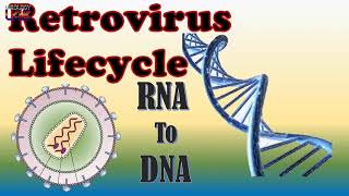 Retrovirus Lifecycle [upl. by Nosirb]