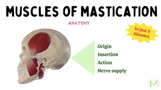 Muscles of Mastication  In just 3 Minutes  Anatomy  Medinare [upl. by Ardua777]