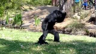 BEST VIDEO EVER  Incredible Screaming Apes [upl. by Atinob]