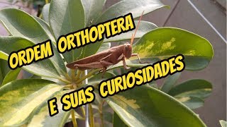 ORDEM ORTHOPTERA E SUAS CURIOSIDADES [upl. by Niram]