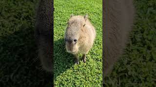 Capybara Eating a Bean [upl. by Ahseyn172]