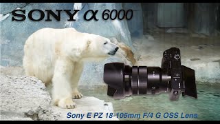 Sony a6000 video sample using SELP18105G 18105mm f4 G OSS Lens at the Metro Toronto Zoo [upl. by Nneb]