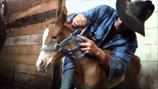 Foal Halter Training [upl. by Denten876]